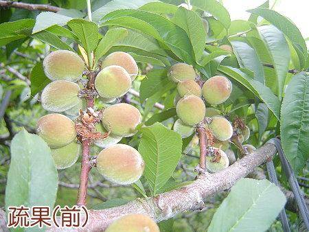 拉拉山果園．龍園果園